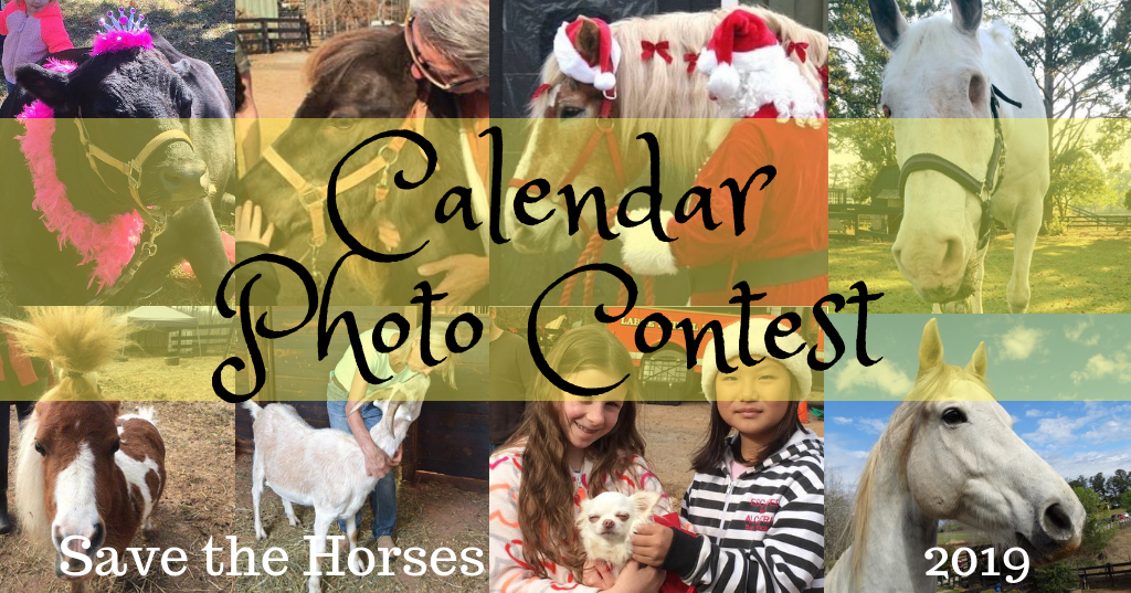 Save the Horses Calendar Photo Contest 2019 360 Photo Contest